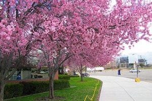 博伊西州立大学论文补习辅导